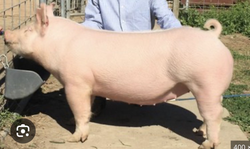 <p>What is this </p>