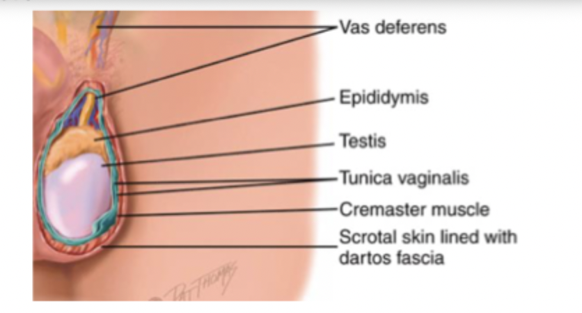 <p>testicle</p>