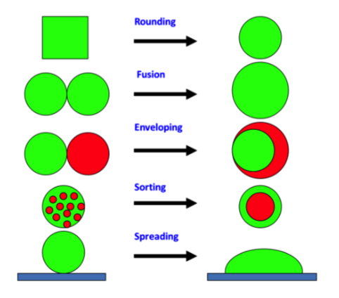 <ul><li><p>spheroids spread on a wettable substrate</p></li></ul><p></p>