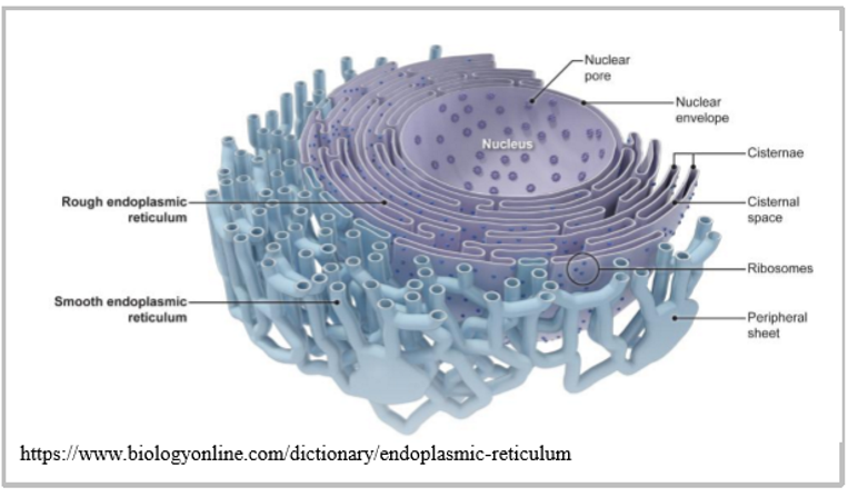 <ul><li><p>network of flattened sacs and cisternae </p></li><li><p>connected to outer nuclear envelope </p></li><li><p>synthesises membrane lipids </p></li><li><p>export of molecules to the outside of cells </p></li></ul><p></p>