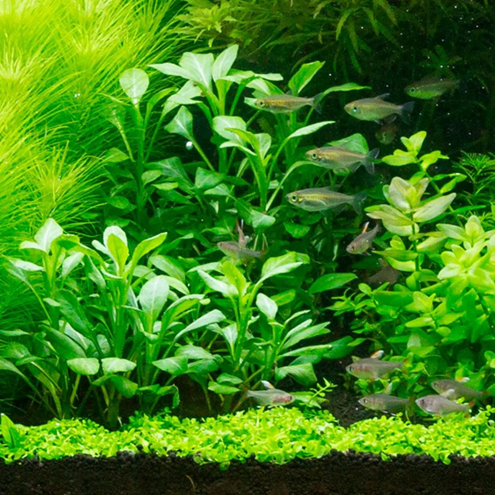 <p><em>Lobelia cardinalis</em>: bog, marginal, etc?</p>