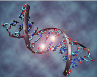 <p>A biological macromolecule made of repeating monomer units called <strong>nucleotides</strong> that stores, transmits, and expresses genetic information in living systems</p><p>Two types</p><ul><li><p>Deoxyribonucleic acid (DNA)</p></li><li><p>Ribonucleic acid (RNA)</p></li></ul><p></p>
