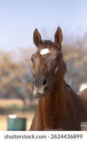 <p>What face marking is this?</p>