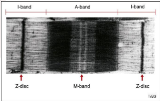 <p>actin and myosin overlap at dark point</p>