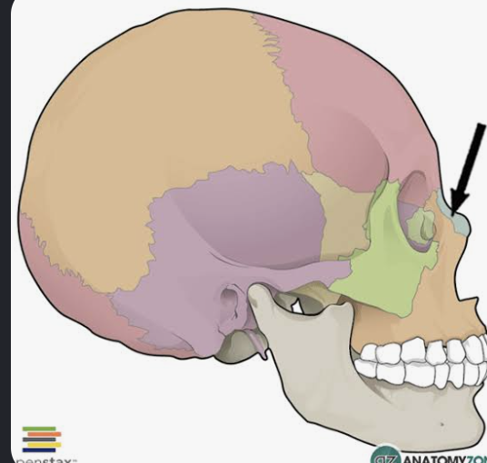 <p>Which bone is this?</p>