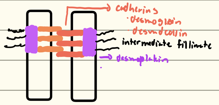 <p>More tensile strength then Adherens</p><p>Major component: Cadherins</p><p>Cytoskeletal attachment: Intermediate filament</p>