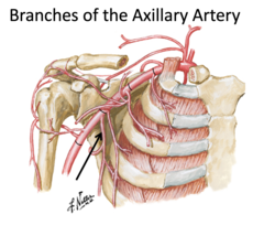 <p>Identify the structure</p>