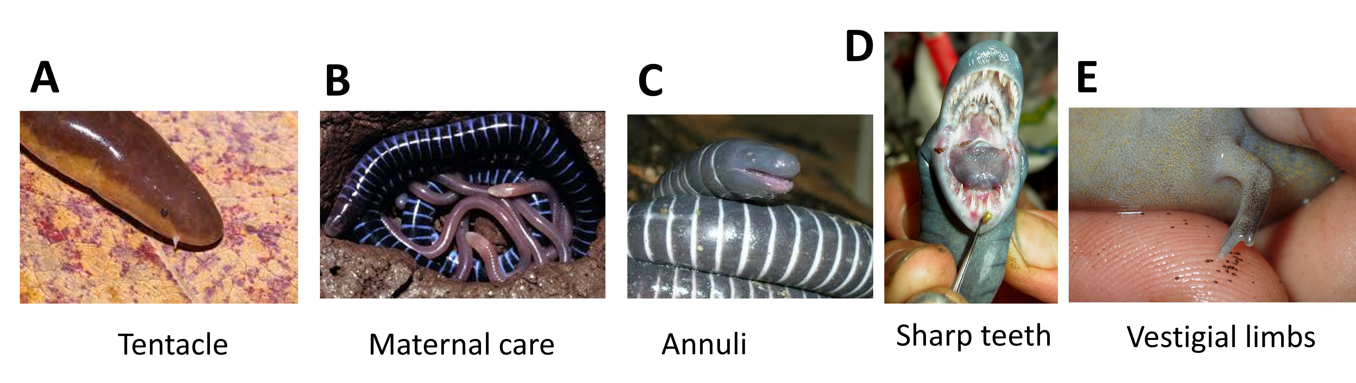 <p><span>What picture is </span><u>NOT</u><span> showing a typical characteristic of extant (living) caecilians? </span></p>
