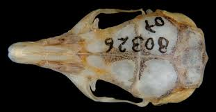<p>Family Heteromyidae Chaetodipus spinatus (spiny pocket mouse)</p>