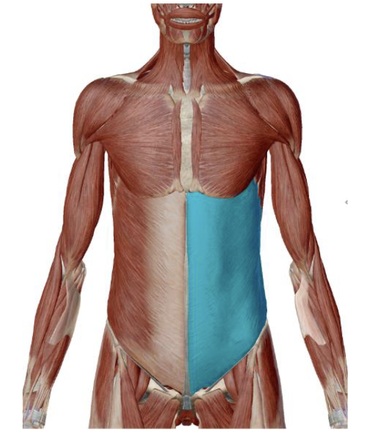<p>External Oblique Insertion </p>