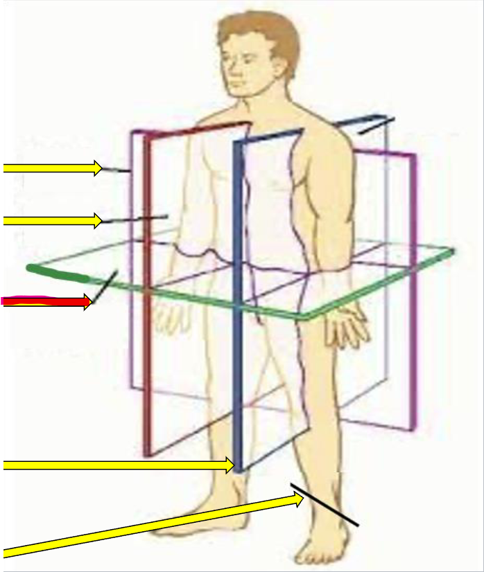 <p>Transverse section</p><p>A flat cut across the body that splits it into a top part and a bottom part</p>