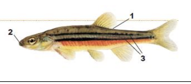 <p>1) very small scales</p><p>2) small mouth</p><p>3) two black stripes along side</p>