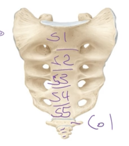 <p>3-5 (fused in adults) <br></p><p>Function: Tailbone, acts as an anchor point for pelvic floor muscles and ligament </p>