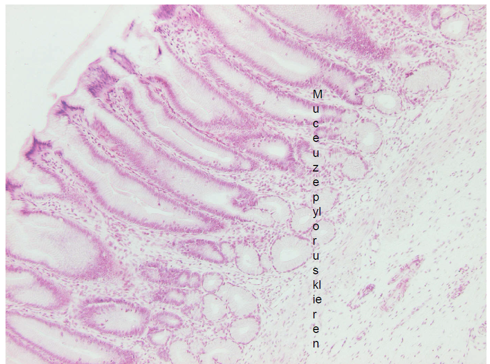 <p>naam weefsel rechts onder</p>