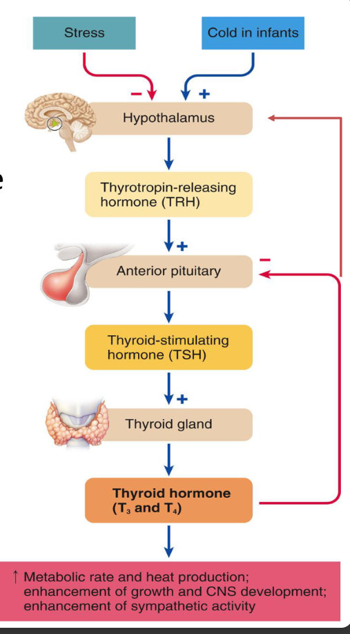 <p>Thyrotropin-releasing hormone</p><p>Thyroid stimulating hormone</p><p>Production of Thyroxine (T4) and tri-iodothyronine (T3)</p><p>T4+ T3 = Thyroid hormone</p><p>Bind to plasma proteins</p><p>Consistent secretion </p>