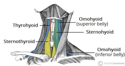 <ul><li><p>depresses hyoid bone and larynx</p></li><li><p>involved in swallowing</p></li></ul><p></p>