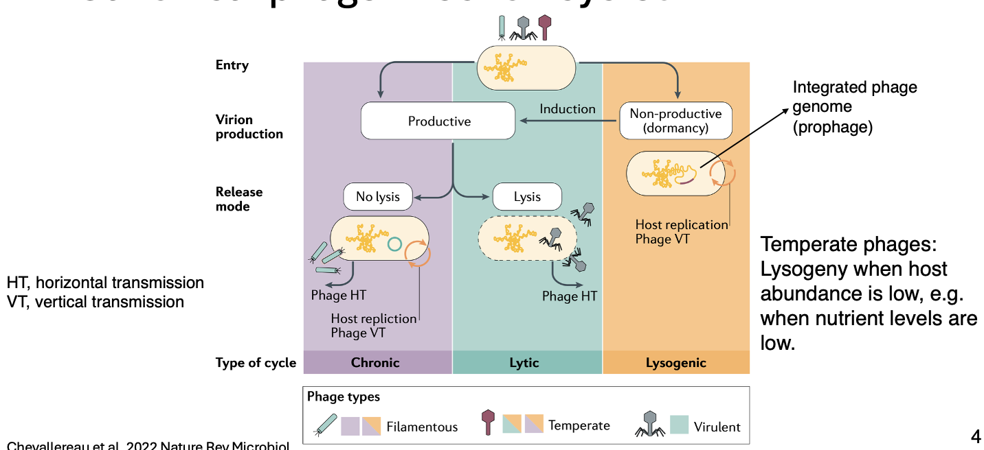 <p><span>Either <strong>spontaneously </strong>or upon <strong>exogenous stimuli, </strong></span></p><p><span>and switch to one of the productive cycle</span></p>