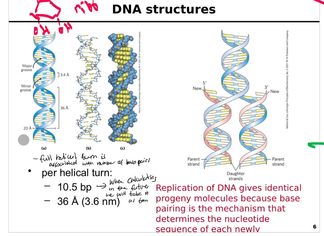 <p><span>This slide provides an overview of the structure and replication of DNA, illustrating its iconic double helix and how base pairing ensures accurate copying of genetic information.</span></p><p><span><strong>Historical context:</strong></span></p><p><span>A famous photograph of <strong>James Watson and Francis Crick</strong> is shown with their early DNA model, acknowledging their landmark contribution to discovering DNA’s structure.</span></p><p><span><strong>DNA double helix:</strong></span></p><p><span>Depicted in multiple formats to highlight key features:</span></p><p><span><strong>Twisted ladder model</strong> showing base pairs (A–T, G–C) inside and sugar-phosphate backbones outside.</span></p><p><span><strong>Molecular view</strong> showing major and minor grooves.</span></p><p><span><strong>Space-filling model</strong> illustrating the arrangement of atoms: phosphate groups, sugars, and bases.</span></p><p><span>Key dimensions:</span></p><p><span>Diameter: approximately <strong>2.0 nm (20 Å)</strong>.</span></p><p><span>Helical pitch (one turn): <strong>3.6 nm (36 Å)</strong> with about 10.5 base pairs per turn.</span></p><p><span>Distance between adjacent bases: <strong>0.34 nm (3.4 Å)</strong>.</span></p><p><span><strong>Replication illustration (right):</strong></span></p><p><span>Shows <strong>parental DNA strands separating</strong> and serving as templates for new complementary strands.</span></p><p><span>Highlights <strong>semiconservative replication</strong>: each daughter molecule contains one old and one newly synthesized strand.</span></p><p><span>Emphasizes the role of <strong>base pairing</strong> in ensuring accurate sequence copying.</span></p><p><span><strong>Key message:</strong></span></p><p><span>DNA’s elegant double-helical structure not only stores genetic information but also makes replication possible through complementary base pairing. Understanding its physical characteristics is critical for topics like replication, transcription, and genetic engineering.</span></p>