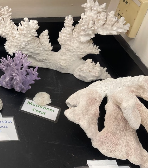 <p>Coral. Anthozoa and Cnidaria</p>