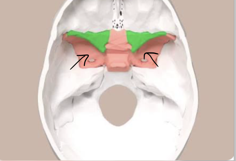 <p>what is the name of this bone?</p>