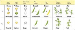 <p>a specific characteristic that varies from one individual to another</p>