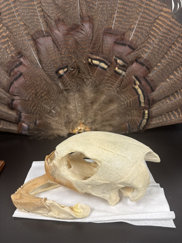 <p>What is this (phylum, subphylum, superclass, class, order, common name, what kind is it)?</p>