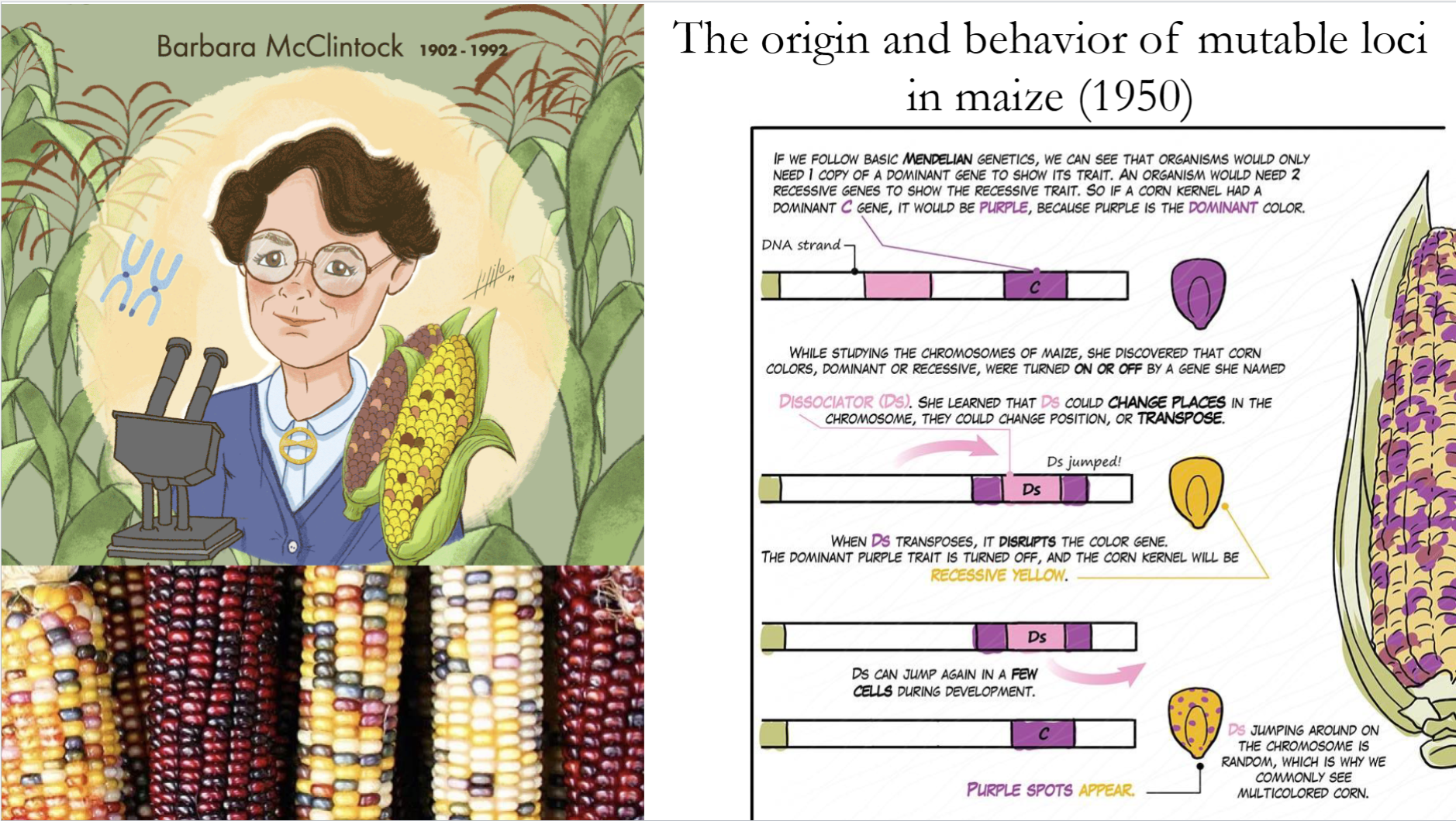 <p>She discovered Transposons while doing experiments with maize (1950) </p>