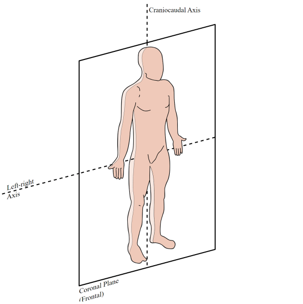 <p>Divides the posterior(dorsal) and anterior(ventral) in half</p>