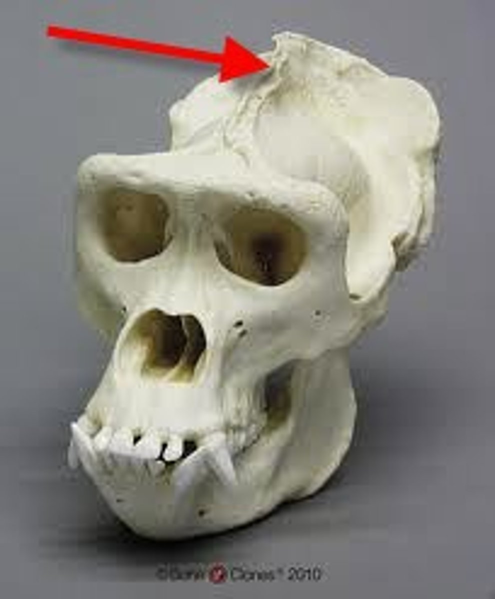 <p>Ridge running lengthwise along top of skull where jaw muscles are attached</p>