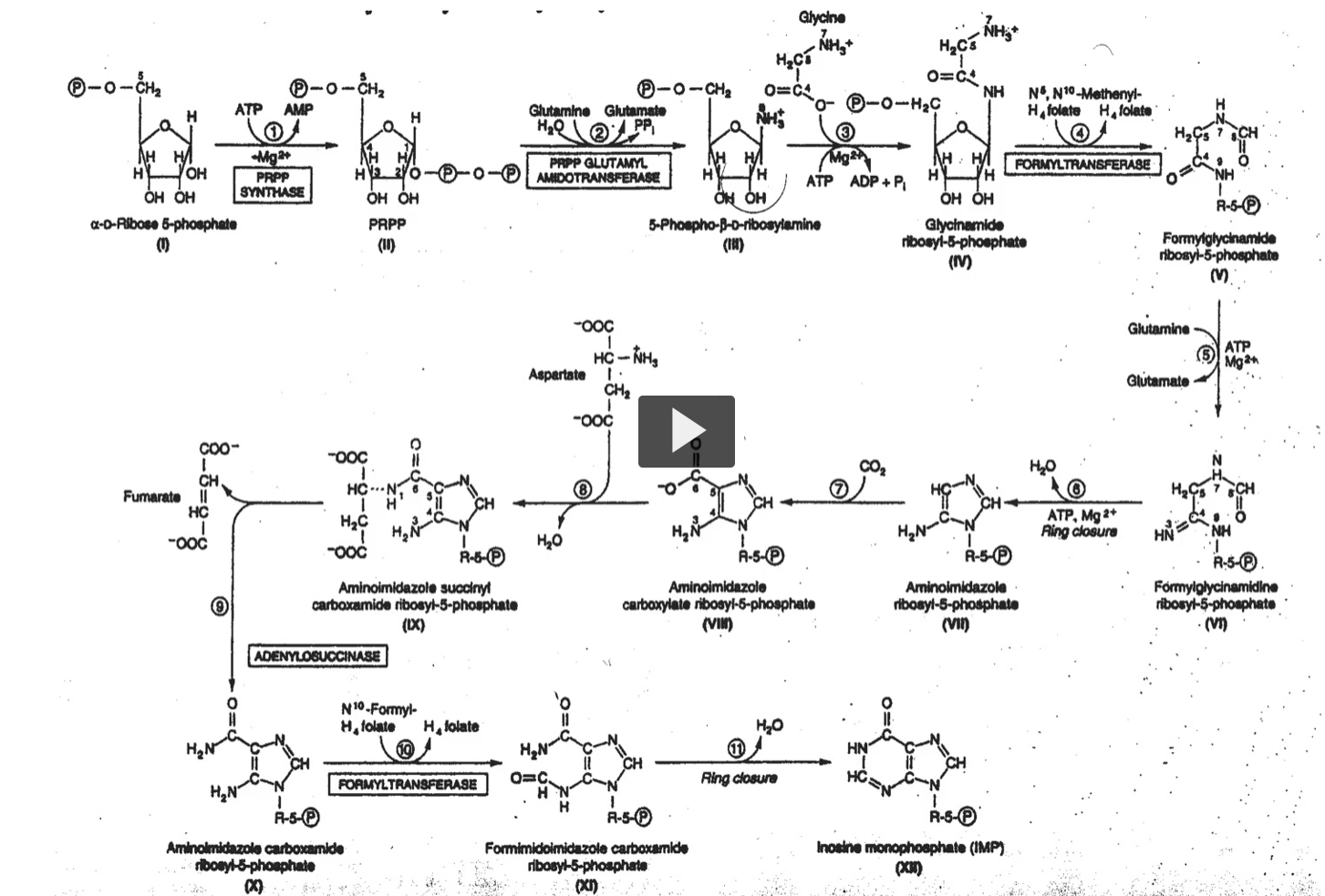 <p>We will go reaction by reaction. This is the overall series of reactions that are involved in the <strong>synthesis of IMP. </strong></p><p><strong>IMP</strong> is the <strong>last molecule </strong>you see in this sequence. You need <strong>11 </strong>reactions to get to IMP. </p><p>We will be<strong> looking at the reactions</strong> in <strong>some detail</strong> and <strong>notice</strong> that <strong>all the</strong> <strong>reactions</strong> have a <strong>number</strong> and <strong>will be referred to by that number. </strong></p>