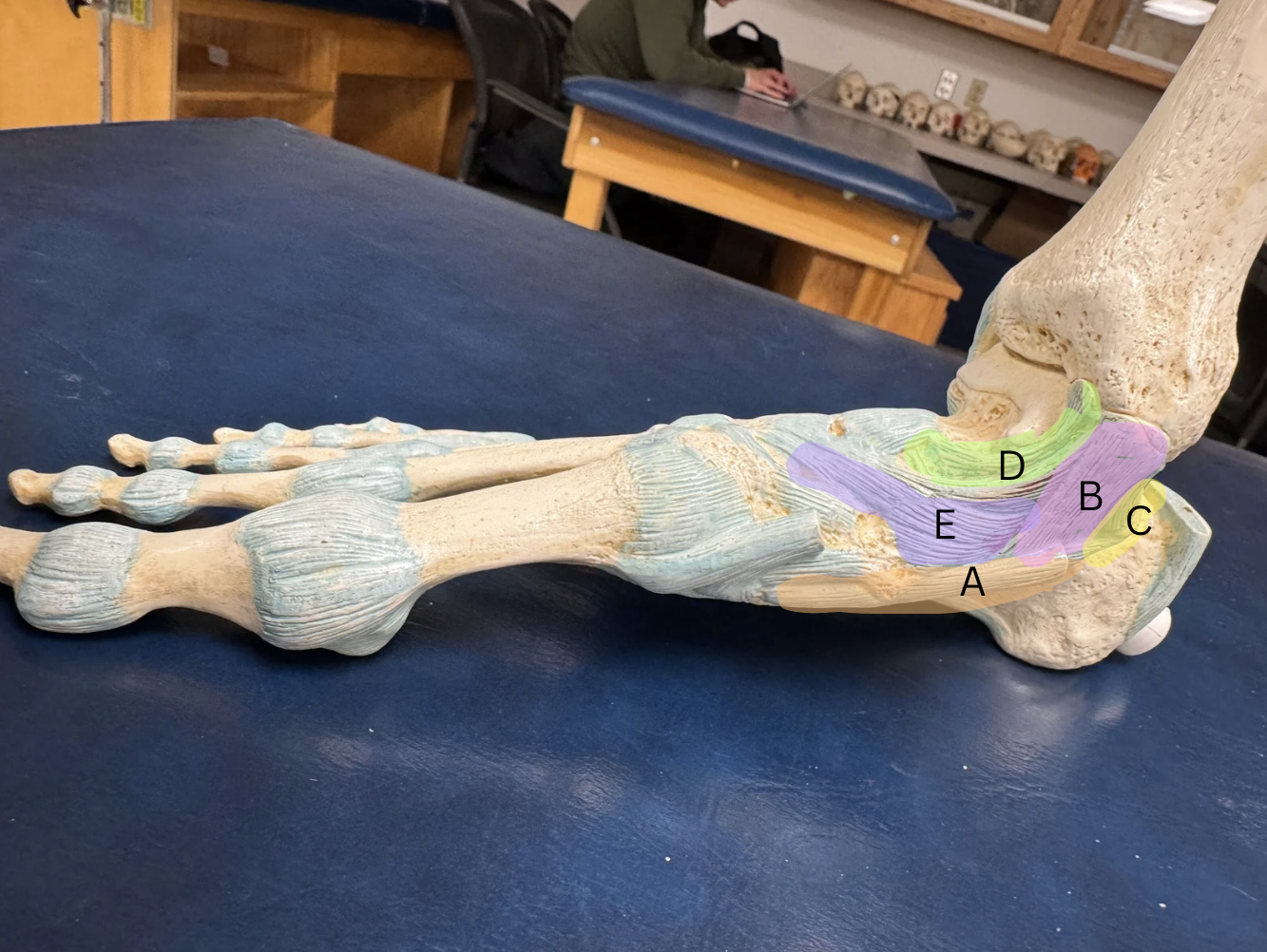 <p><span>Label each ligament from A-D</span></p>