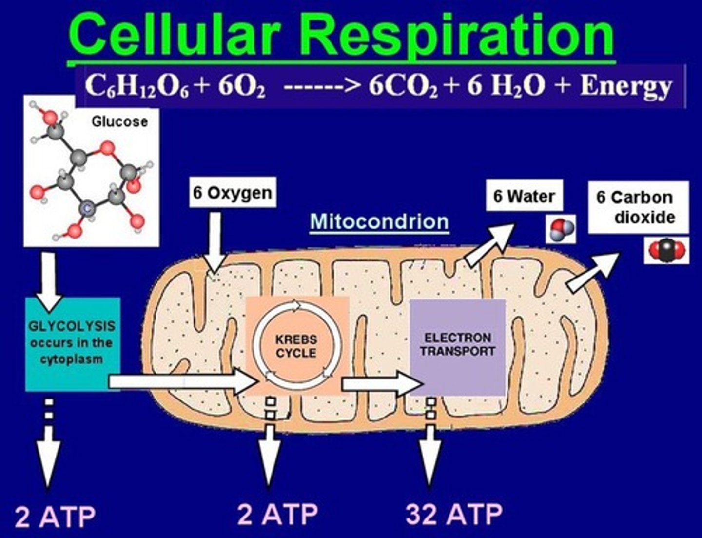 <p>process used in cell to break down glucose and produce ATP</p>