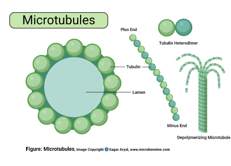 <p>HW: Microtubules</p>