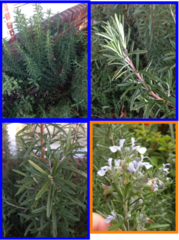 <p>Rosemary</p>