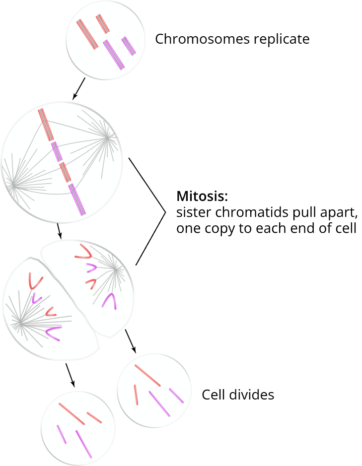 <p><span>Mitosis</span></p><p><span> chromosome</span></p><p><span> daughter cell. </span></p><p><span>chromosomes </span></p><p><span>daughter </span></p><p><span>mitosis</span></p><p><span>chromsones </span></p>