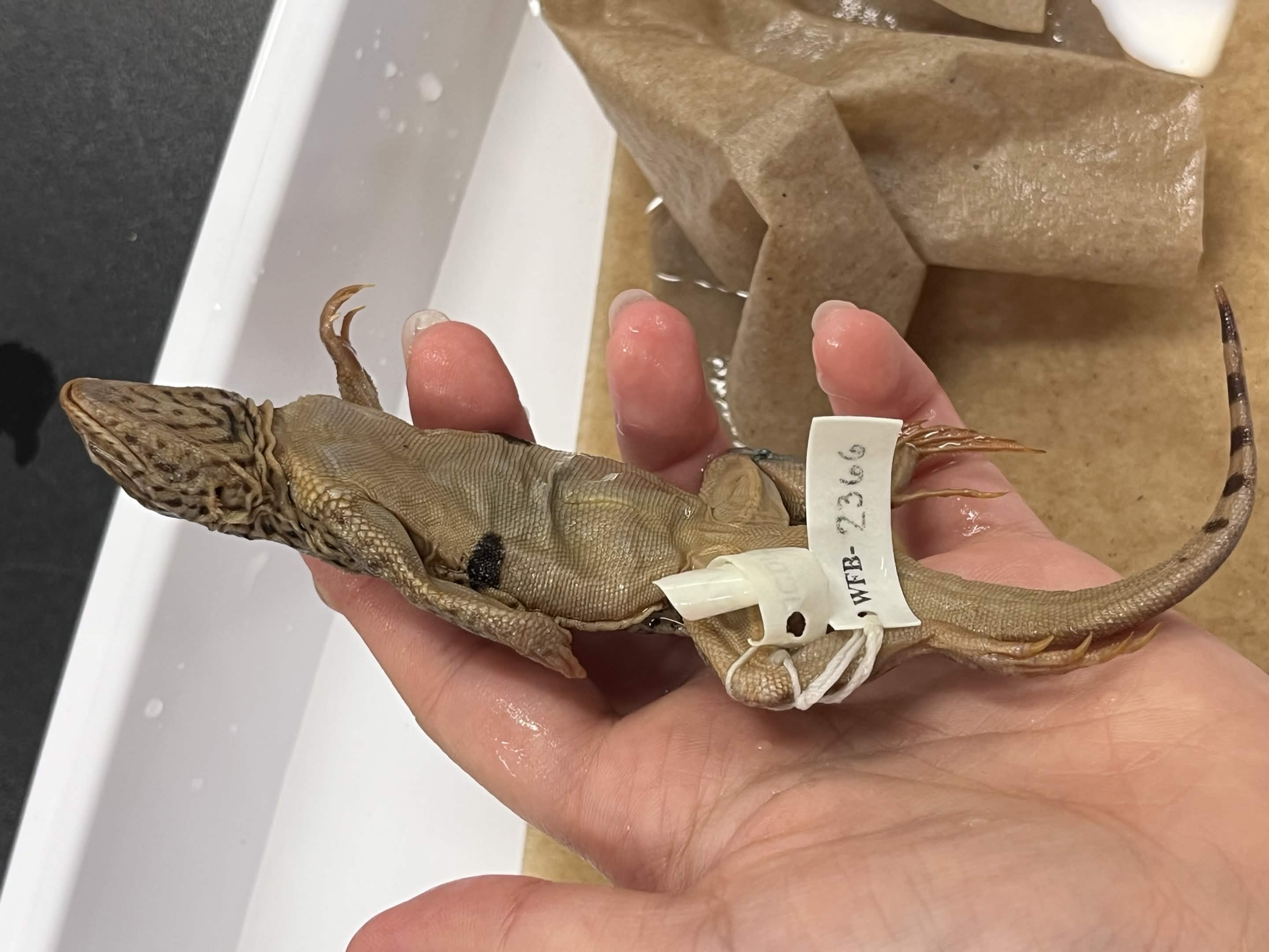 <p>Family + Species?</p><ul><li><p><strong>black dot</strong></p></li></ul><p></p>