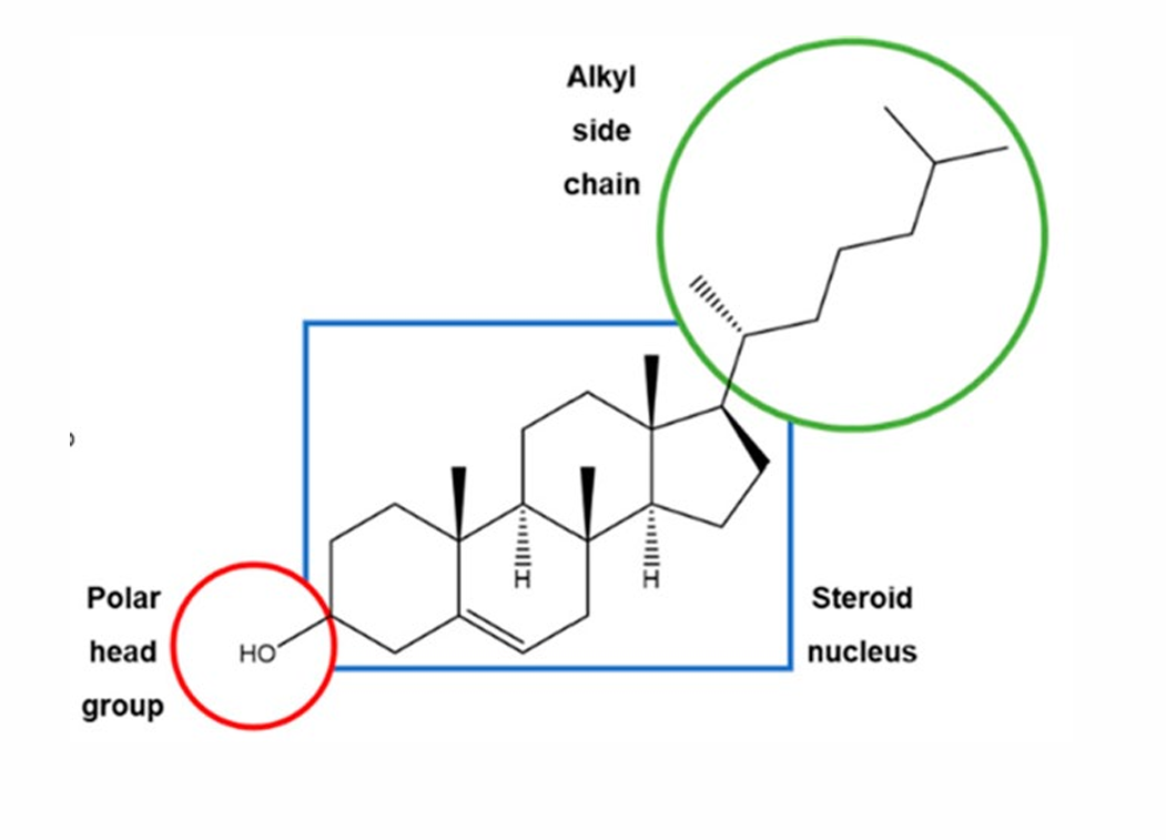 <p>steroid hormones are made through the modification of the alkyl side chain</p>