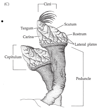 <p><strong><em><u>Free living barnacles can be Stalked or unstalked</u></em></strong></p>