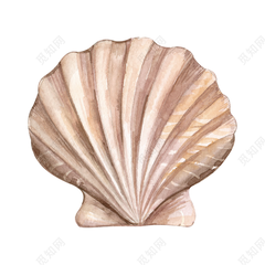 <p>cowrie shell</p>