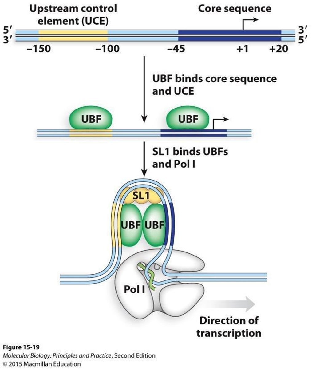 <p>RNA polymerase I is responsible for synthesizing ribosomal RNA (rRNA).</p>