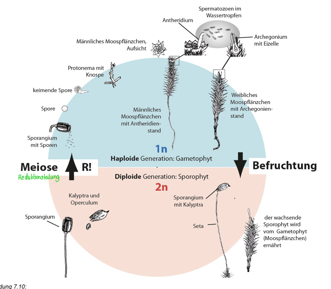 <ul><li><p>zur Befruchtung ist Wasserfilm notwendig, damit Spermatozoen schwimmen können</p></li><li><p>Pflanzen mit dominierender Haplophase → können nur so hoch wachsen, dass Befruchtung noch klappt <span style="color: green;">→ sonst Austrocknung Spermatozoiden</span></p></li></ul><p></p>