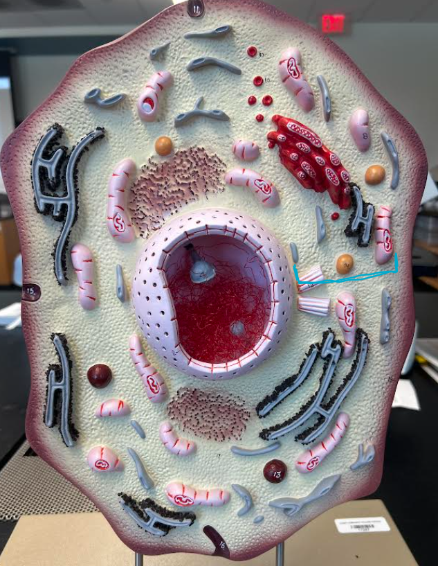 <p>ID part of cell</p>