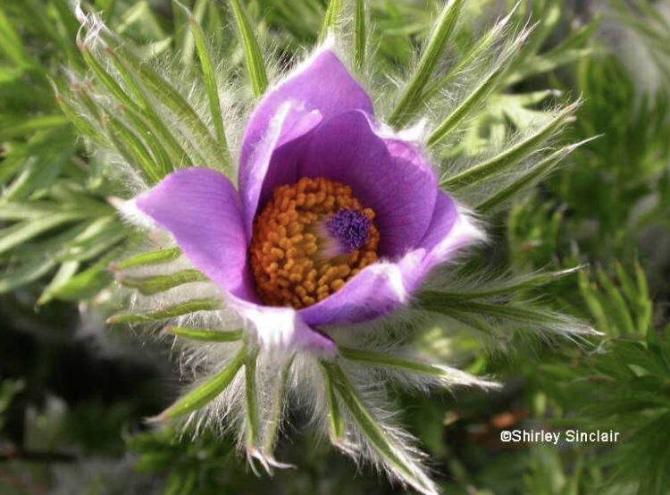 <p><span style="background-color: transparent; font-family: "Times New Roman", serif;"><strong><em>Pulsatilla (species)</em></strong></span></p>