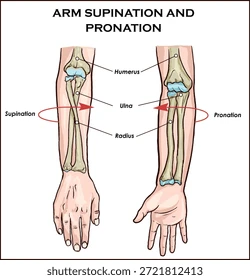 <p><span>Bij supinatie (handpalm wijst naar het plafond) draait de radius (het spaakbeen) om de ulna (ellepijp) heen, waardoor de twee botten in de onderarm netjes naast elkaar komen te liggen. Bij pronatie kruisen deze twee botten elkaar.</span></p>