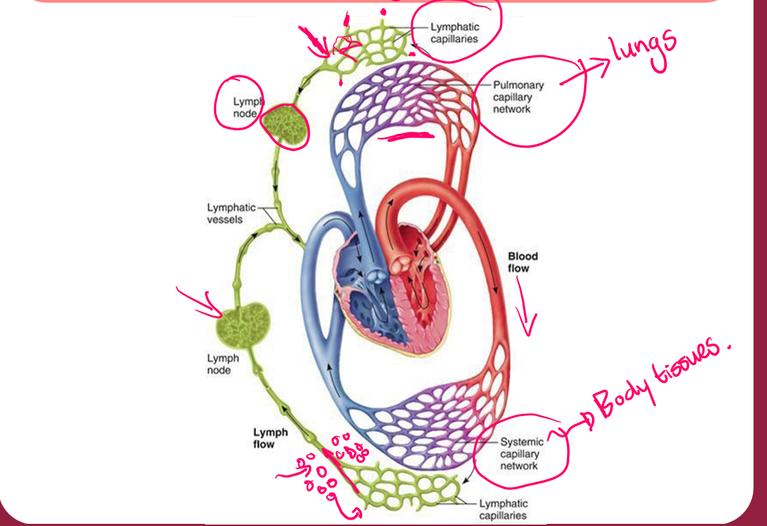 <p>Explain the circulatory system </p>