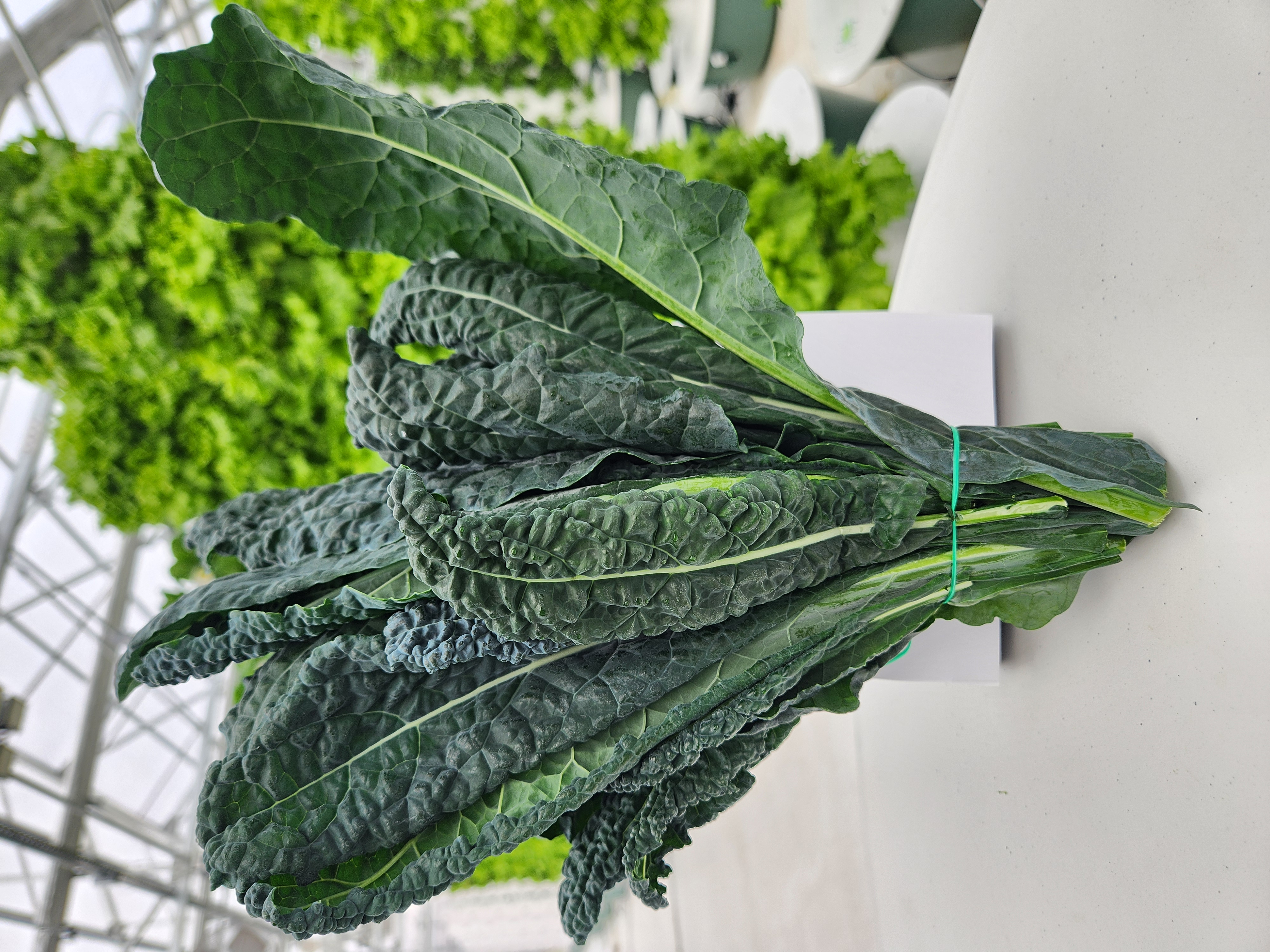 <p>Type: Kale</p><p>Called: Tuscan Kale</p><p></p><p>Description: Flat, dino leaf. Dark green/blue (darker than Curly Kale)</p>