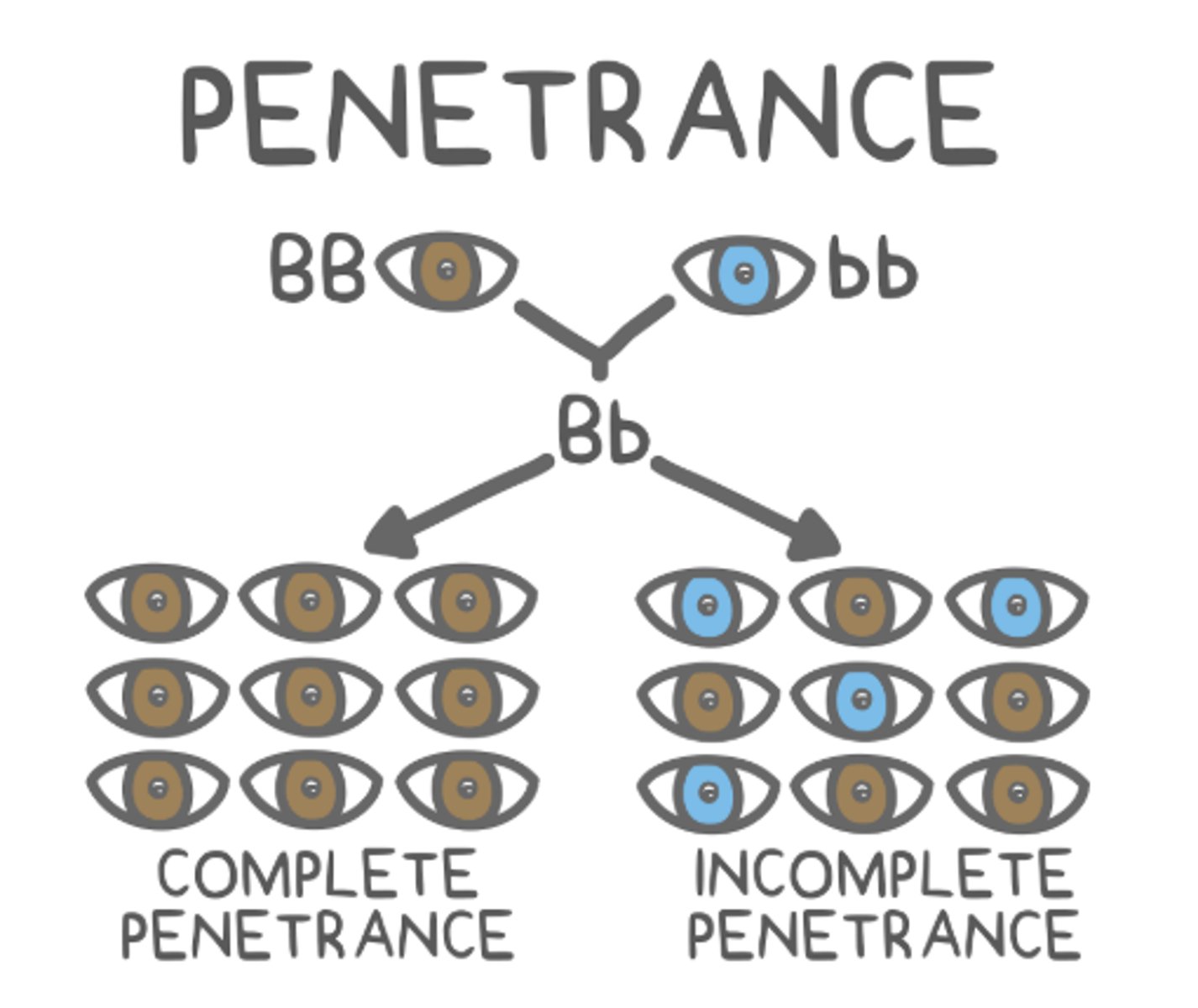 <p>incomplete penetrance</p>