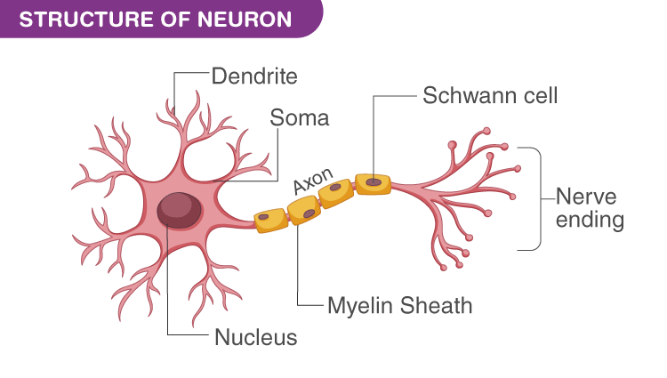 <p>Structure of neuron</p>