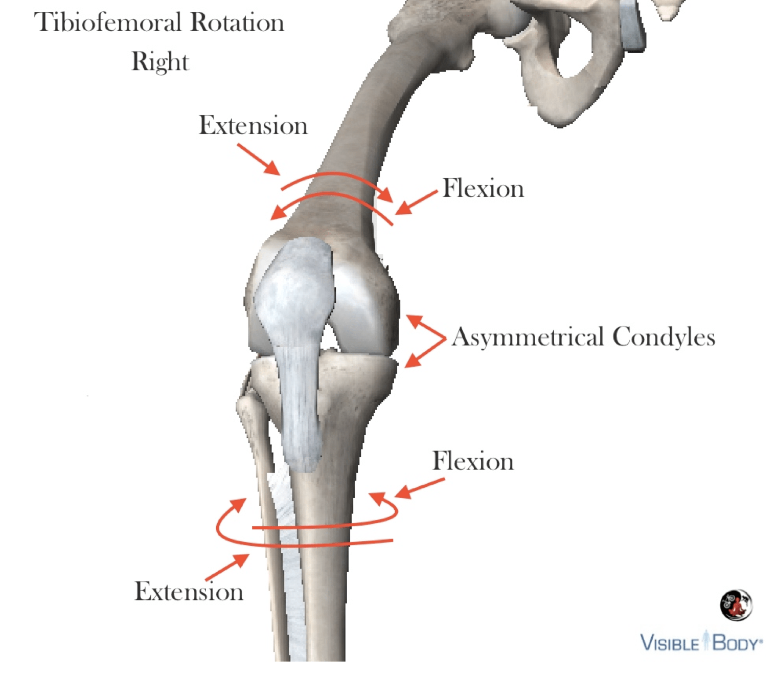 <p>External lateral rotation of Leg / Tibia at Knee / Tibiofemoral Joint </p>