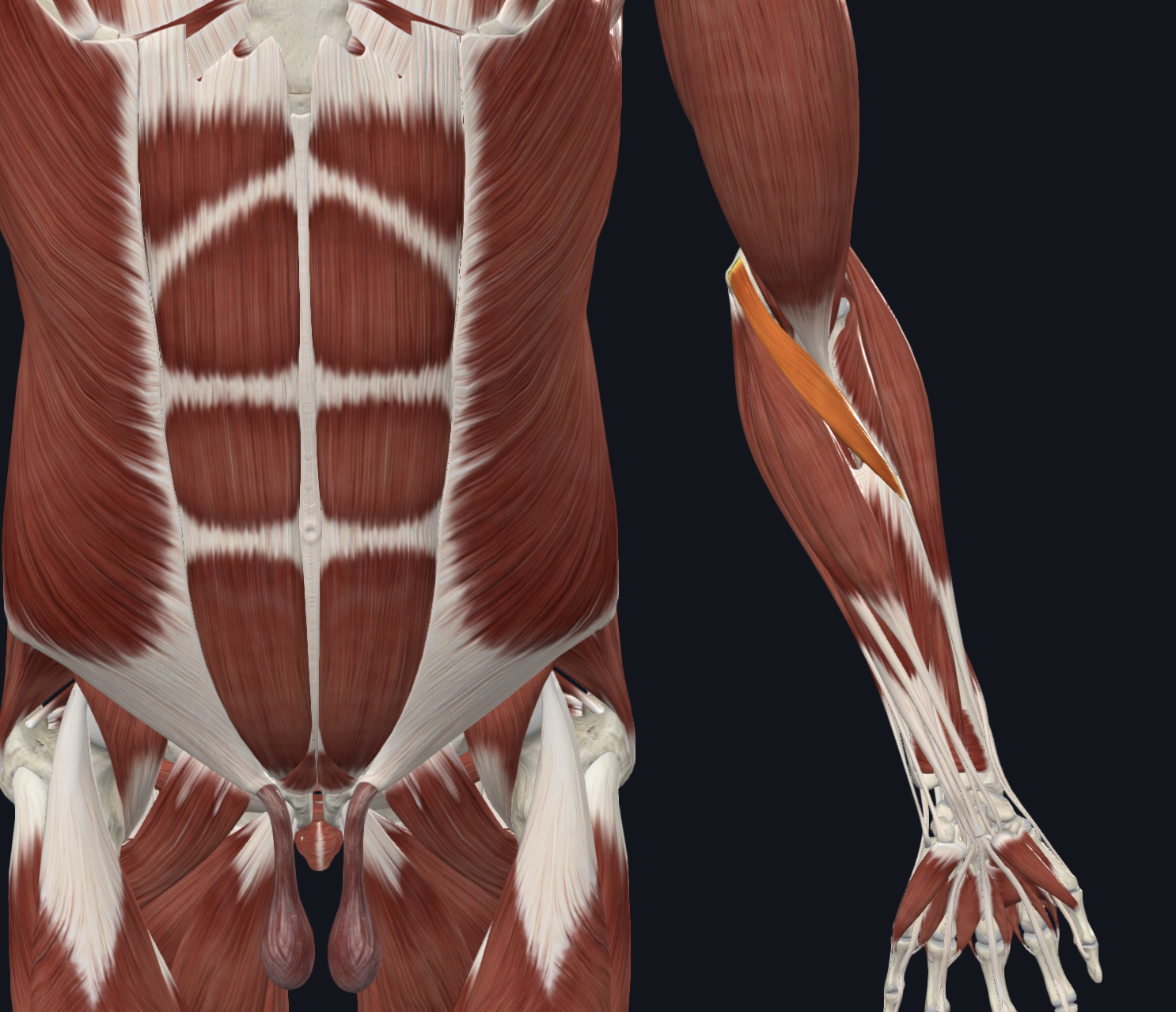 <p>What is this muscle?</p>